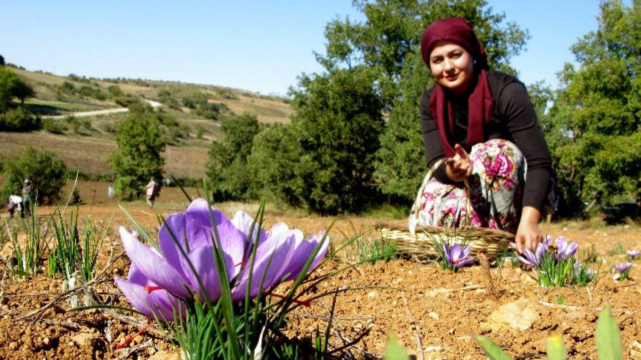 Bursa Yenişehir'de 'safran'da hasat vakti