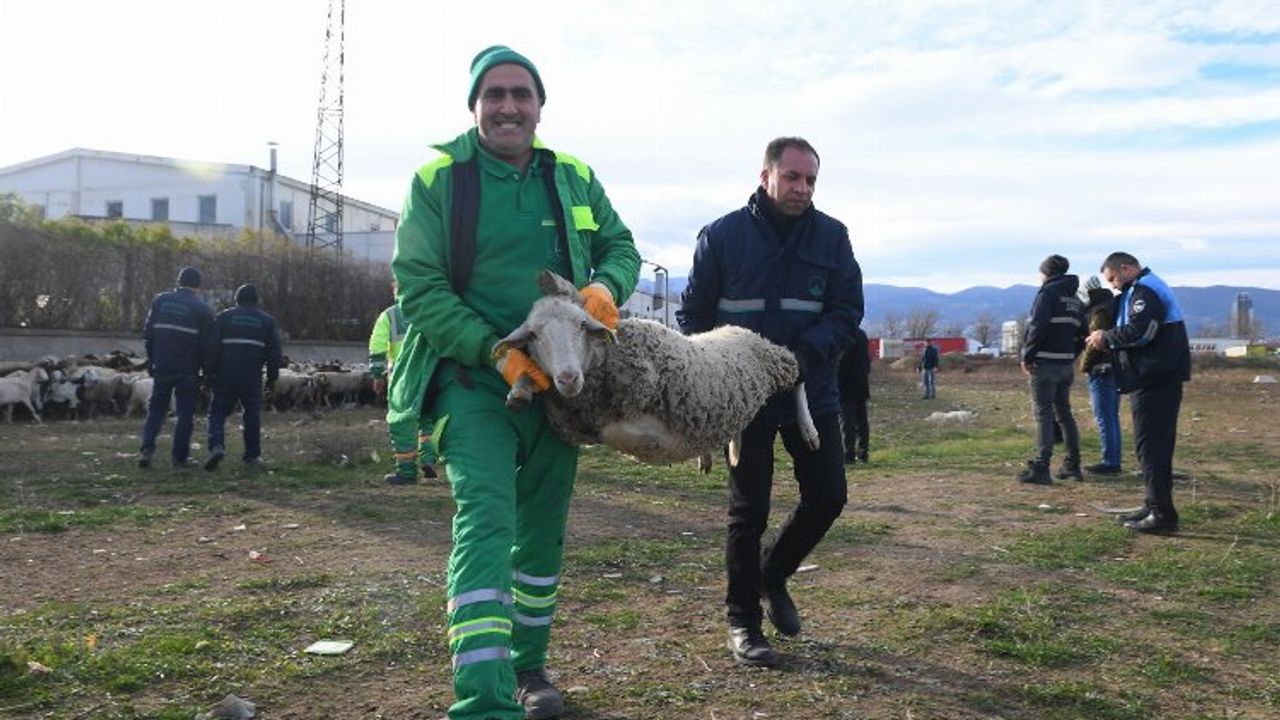 Bursa'da keçi ve koyunlar kaçtı... Osmangazi ekipleri yakaladı