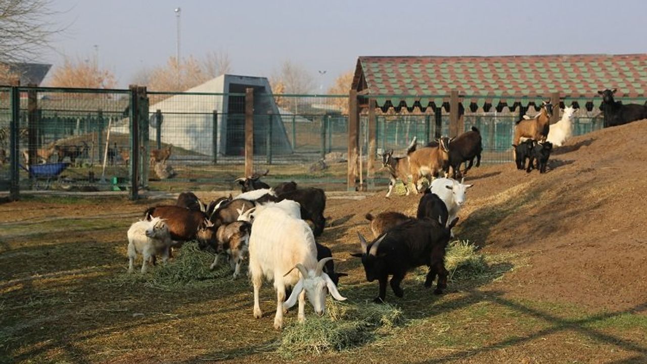 Kayseri'de hayvanlara kış bakımı