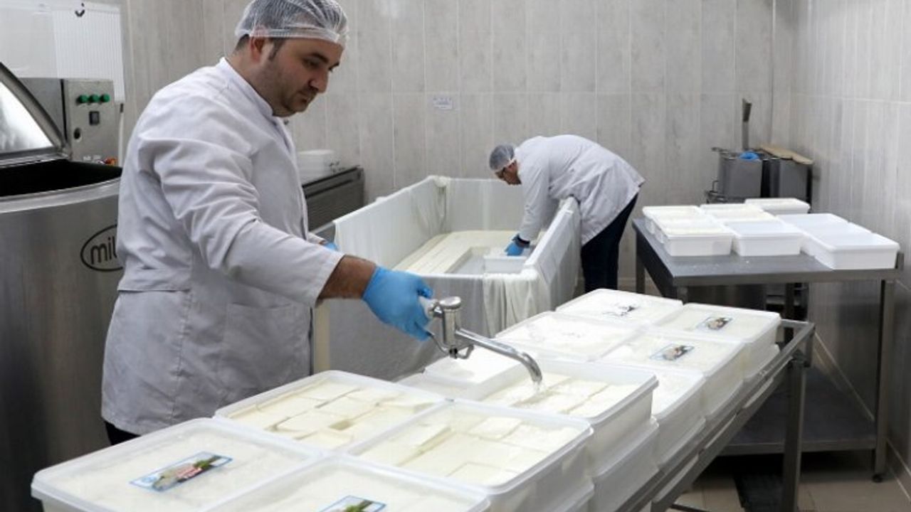 KAYÜ bağışçıların sütünü depremzedelere peynir yaptı