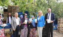 Bursa Gürsu'da gazeteciler kadınlarla birlikte armut topladılar