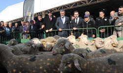 Balıkesirli üreticilere damızlık koç desteği