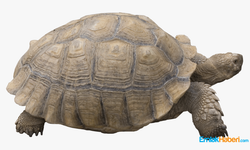 Indigo Turtles projesi ile Caretta Caretta’ları Akdeniz’le buluşturmaya devam ediyor.