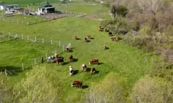 Yeni Yönetmelikle Köylünün merası yatırıma açılıyor