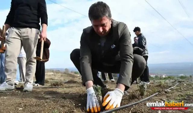 Çatalca'da Lavanta Bahçesi Hayali Çöplüğe Döndü