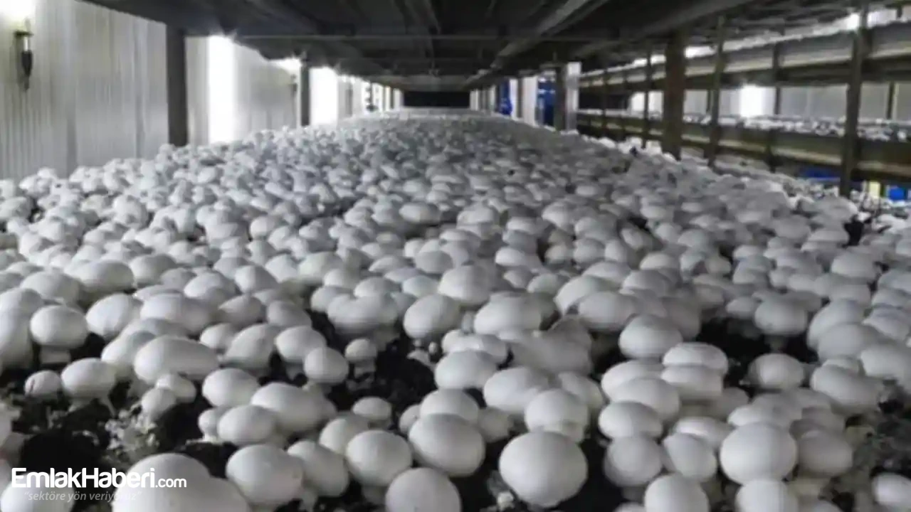 Mantar Üretim Deposu